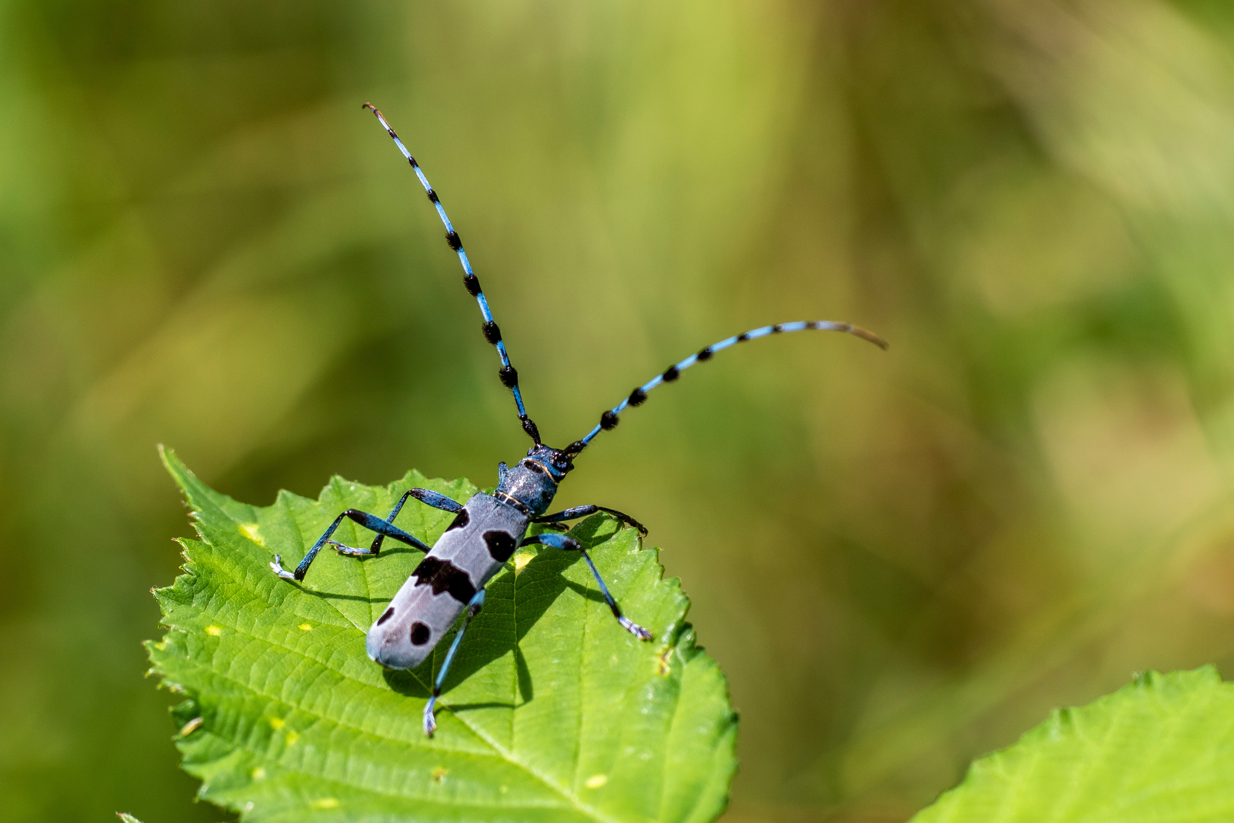 Natura 2000