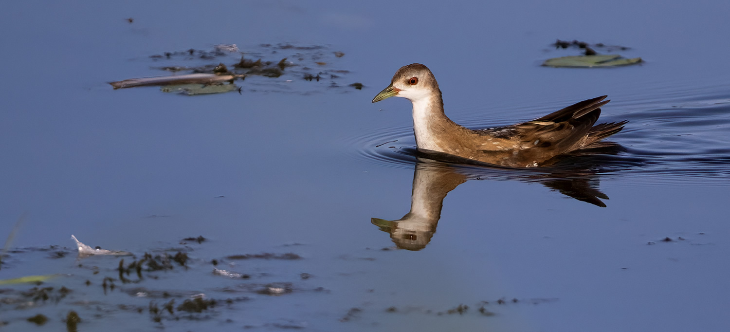 Observations remarquables à l’Etang des Landes