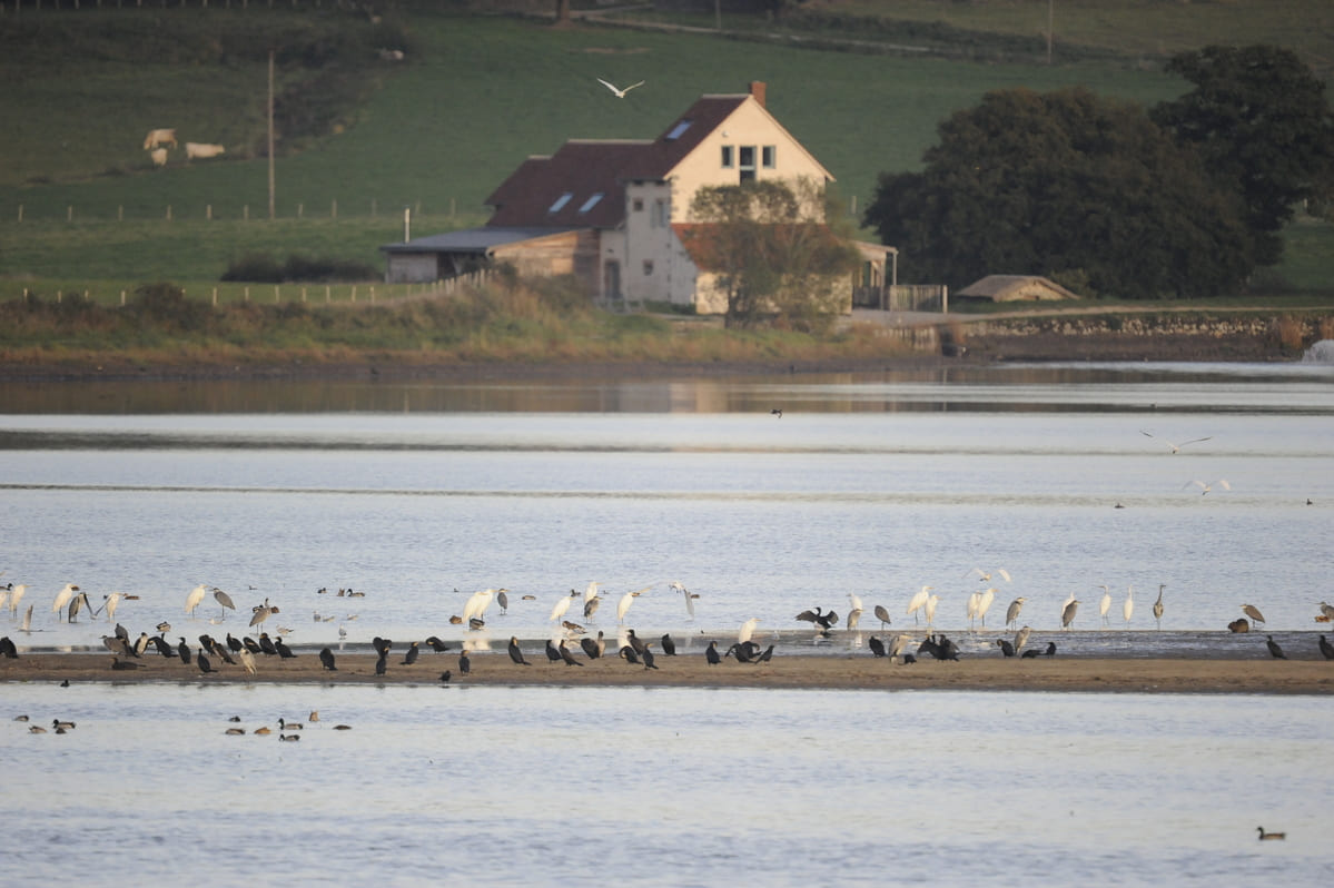 Réserve naturelle nationale de l’Étang des Landes : plus de 50 végétations différentes décrites et présentées dans un catalogue unique ! 