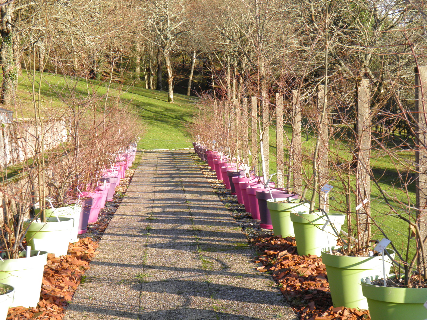 Le pollinarium sentinelle